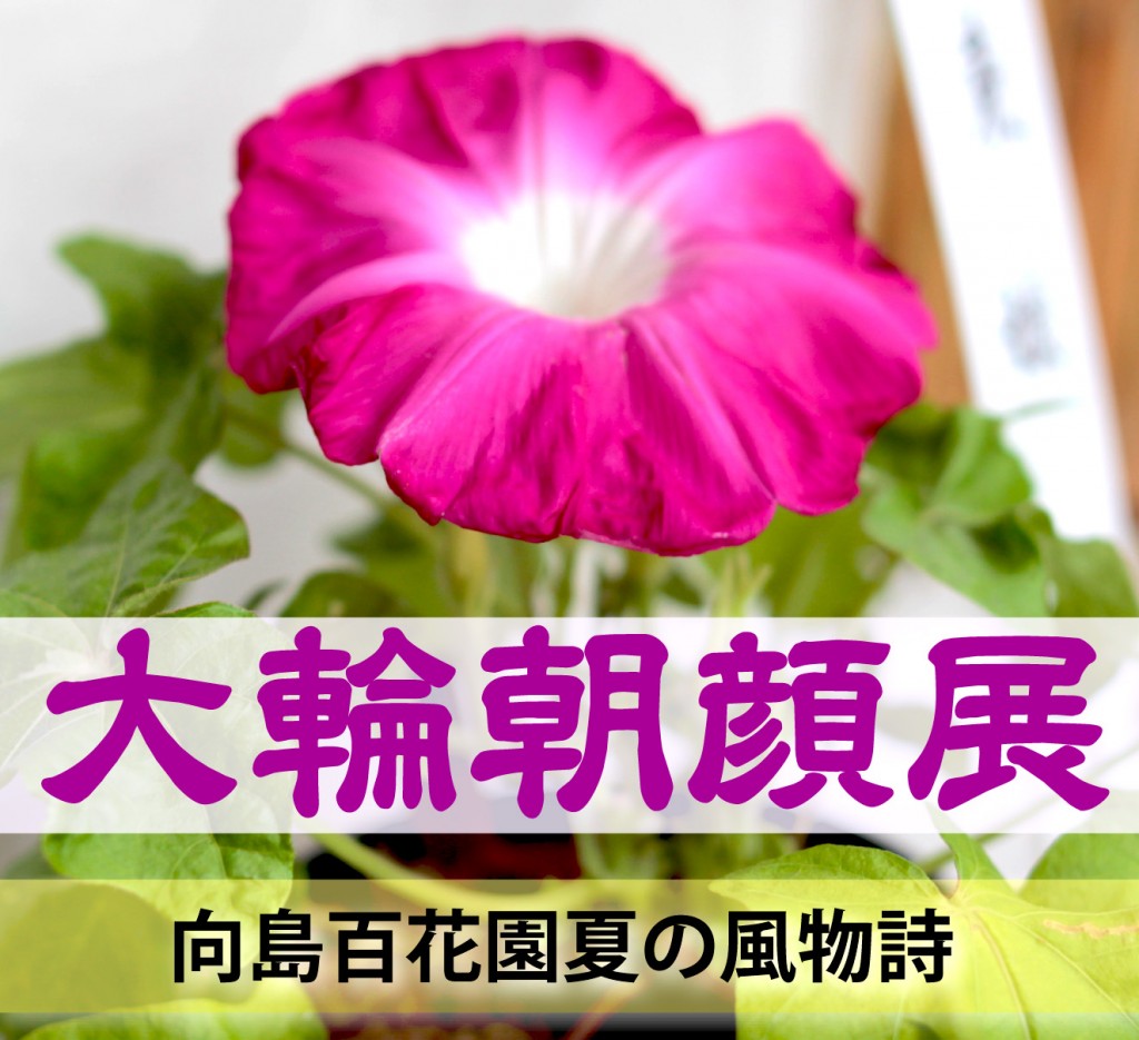 大輪朝顔展 向島百花園 イベント情報 一般社団法人 墨田区観光協会 本物が生きる街 すみだ観光サイト