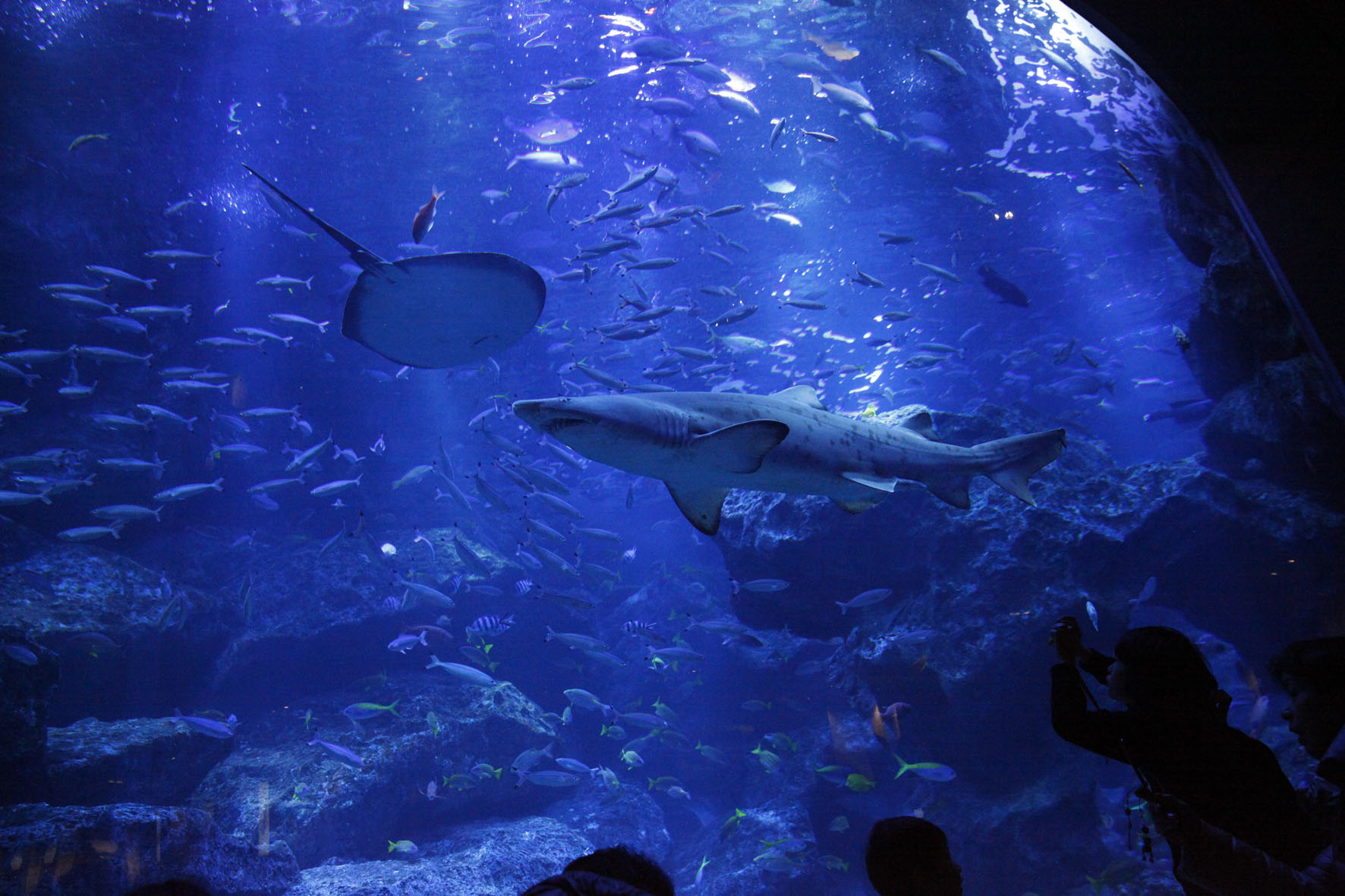 すみだスポット すみだ水族館 一般社団法人 墨田区観光協会 本物が生きる街 すみだ観光サイト