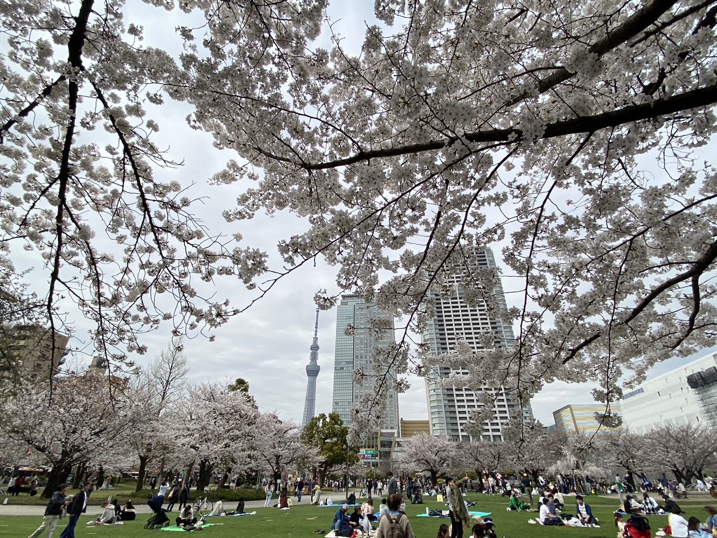 錦糸 公園