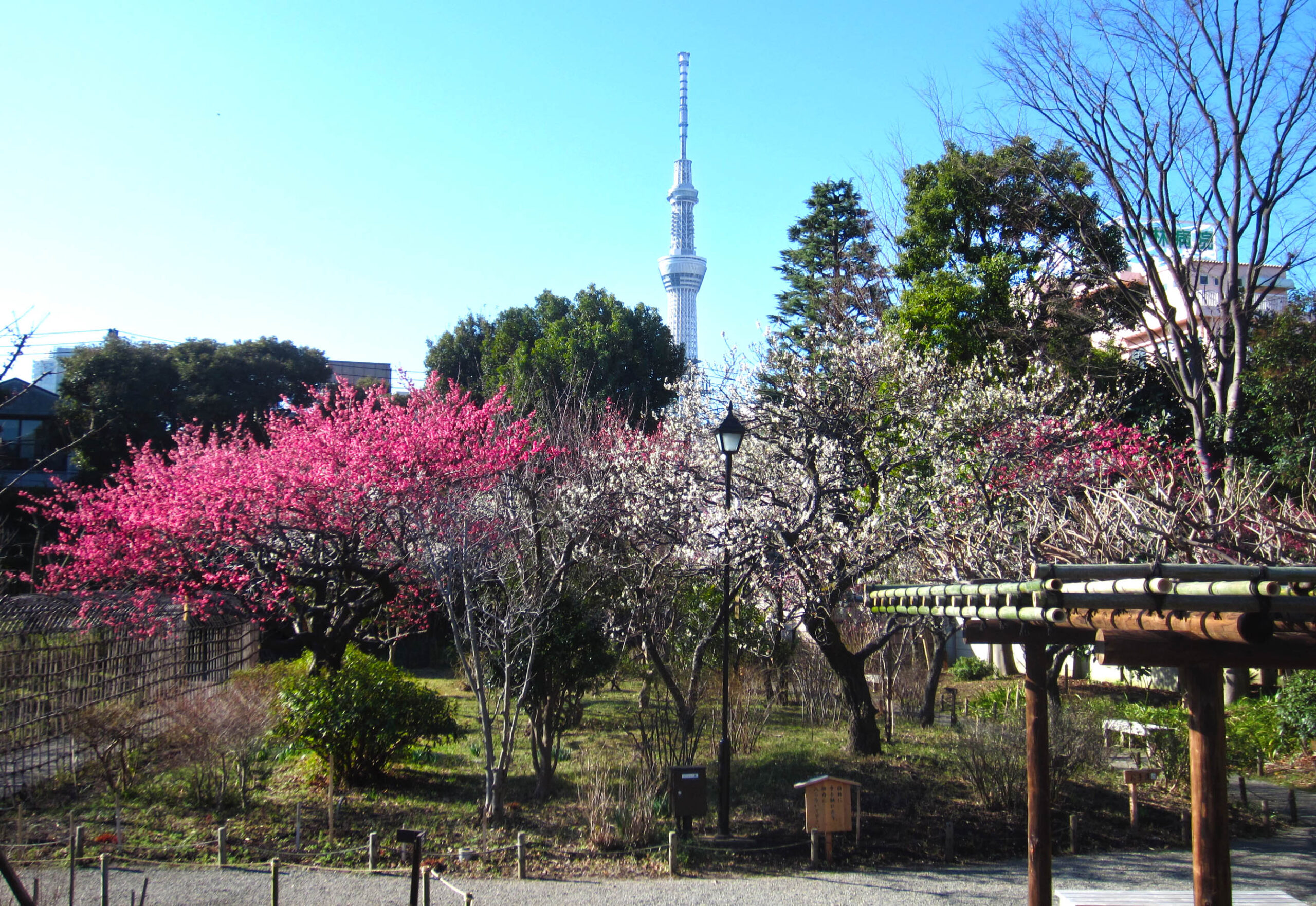 向島百花園　梅まつり