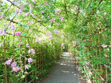 向島百花園「萩まつり」